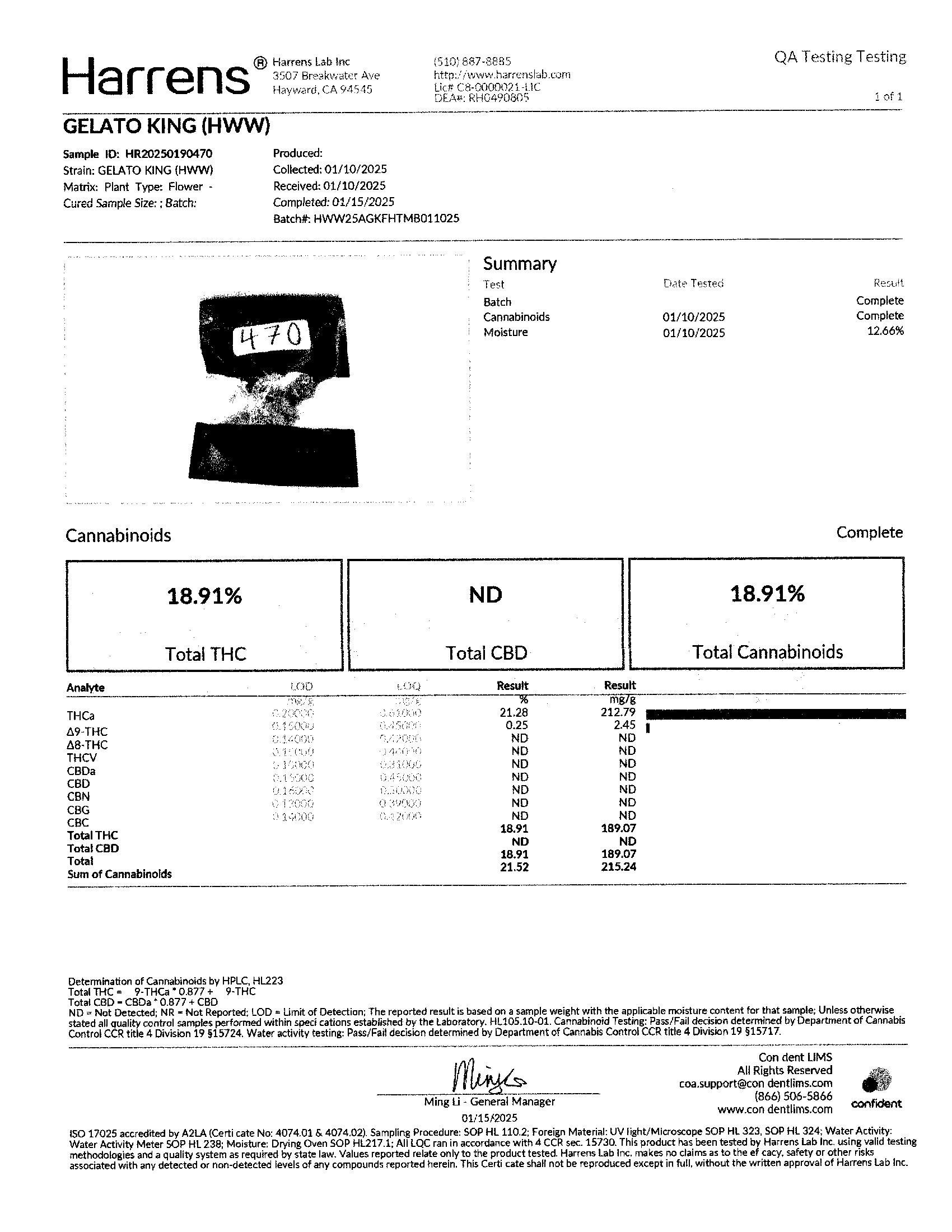 Gelato King (Indica Hybrid)